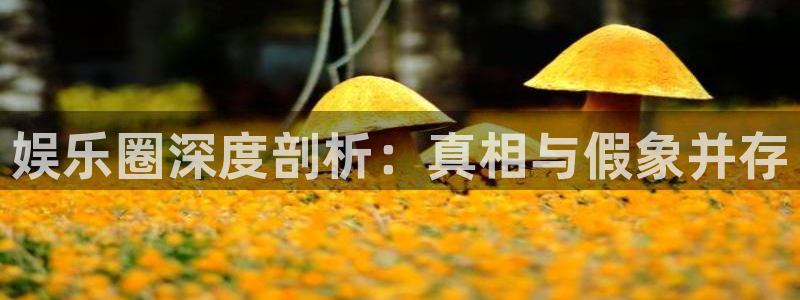 必发集团网站网址：娱乐圈深度剖析：真相与假象并存