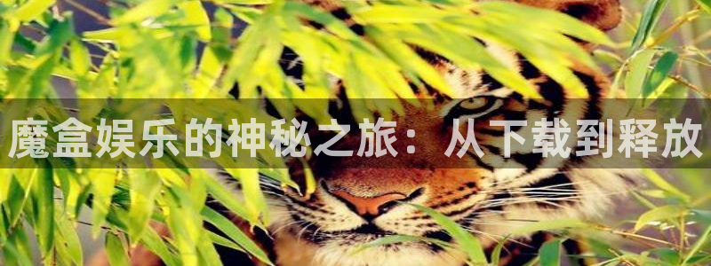 7790cnm必发集团下截：魔盒娱乐的神秘之旅：从下载到释放